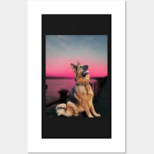 Dog,alsation,sunset Posters and Art